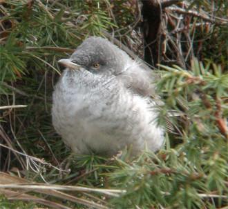 Other migrants could include Barred Warbler…